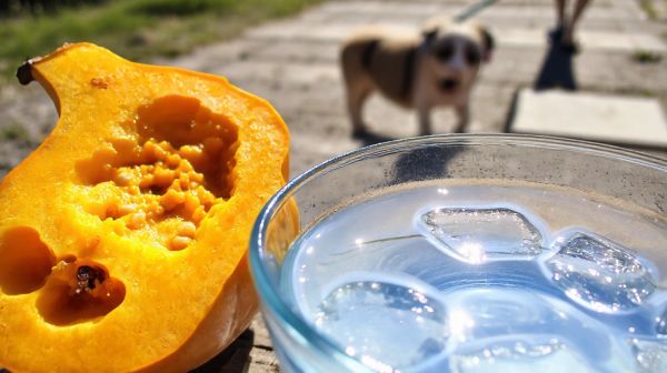 Top gourdes pour chien : hydratation optimale en balade