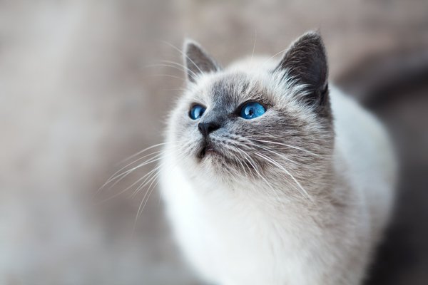 Quelles sont les meilleures méthodes pour prévenir l'anxiété de séparation chez un chat de race Manx ?