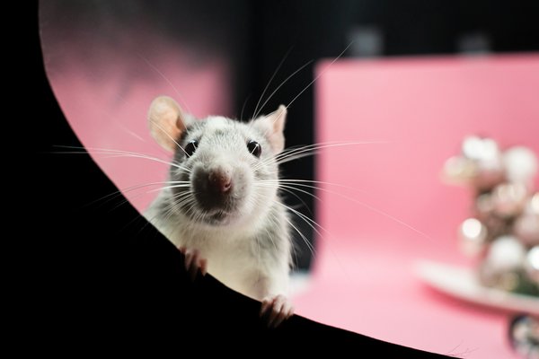Quels sont les besoins en espace pour un groupe de rats domestiques?