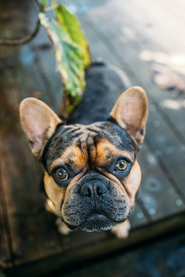 Honorer la mémoire de votre bouledogue français bien-aimé